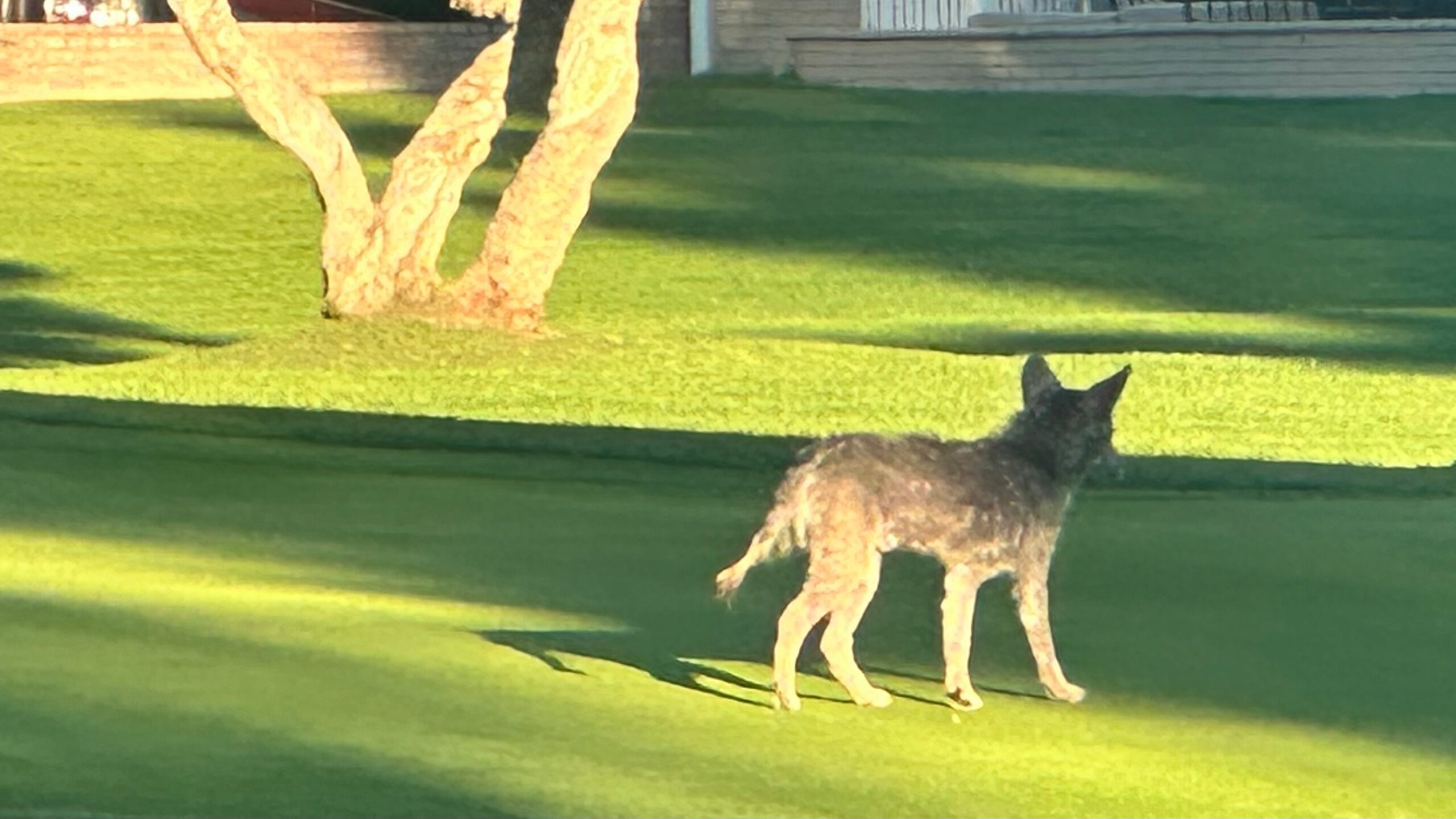Coyote On the Golf Course